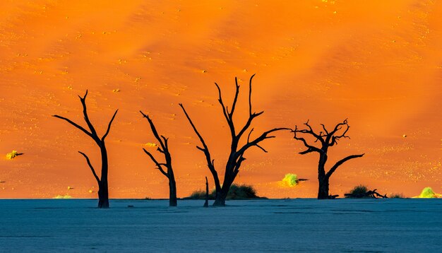 Deadiblei Namib-Naukluft 국립 공원 Sossusvlei 나미비아-푸른 하늘과 오렌지 모래 언덕에 대하여 죽은 Camelthorn 나무.