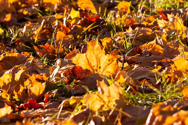 秋の紅葉の森や公園の落葉樫の木 葉が変化する樫 公園の樫の木の美しい自然 プレミアム写真