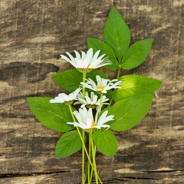 Decor of wild flowers on green leaves