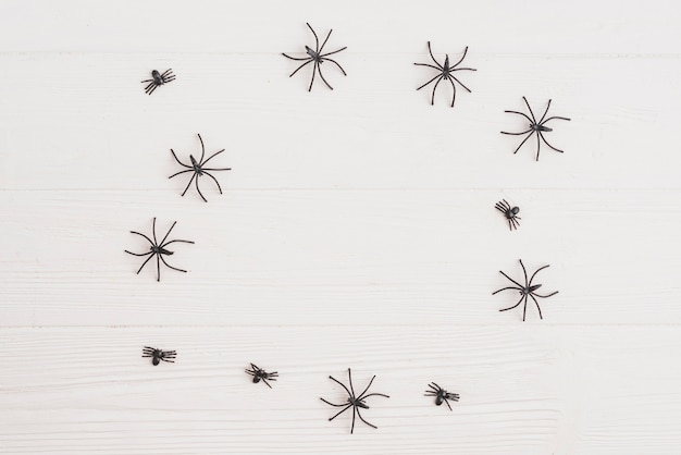 Free photo decorating tarantulas arranged in circle