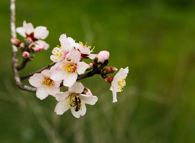 Decoration of beautiful branch with flowers