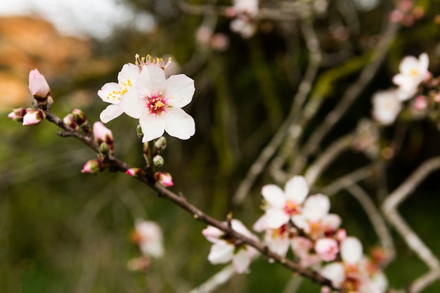 Decoration of beautiful tree with flowers