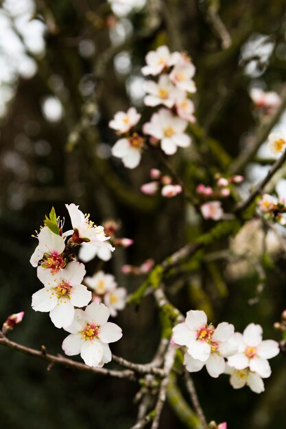 Decoration of blooming tree outdoors