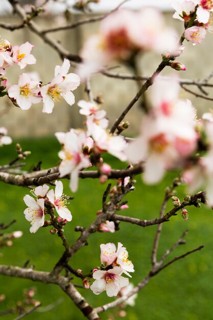 屋外の花と枝の装飾