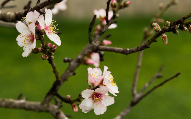 Decoration of branches with flowers