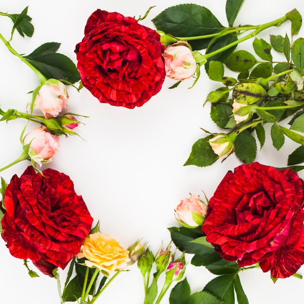 Decoration of fresh roses on white background