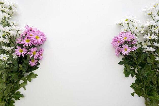 Decoration of white and pink daisy flowers over white background