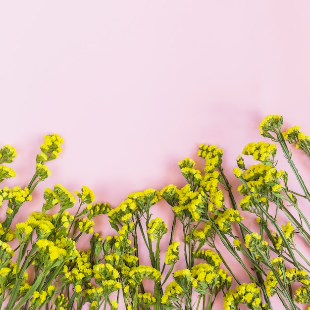 Decoration of yellow flowers on pink background