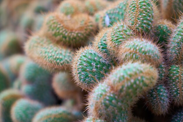 Decorative cacti closeup