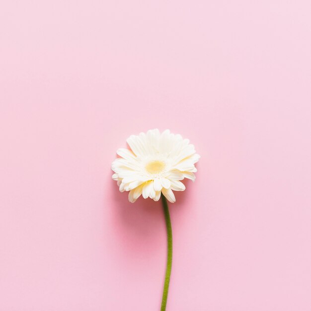 Decorative colorful daisy flowers on a background
