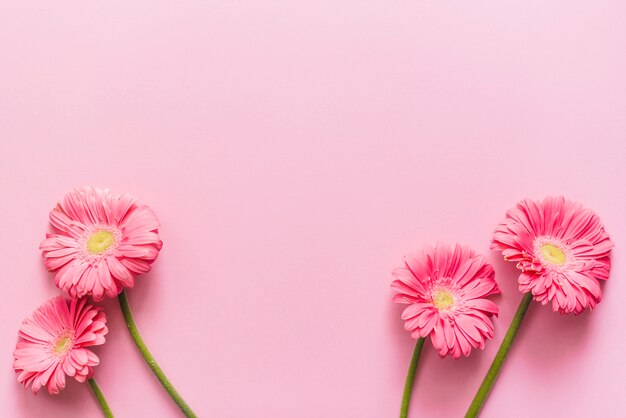 背景に装飾的なカラフルなデイジーの花