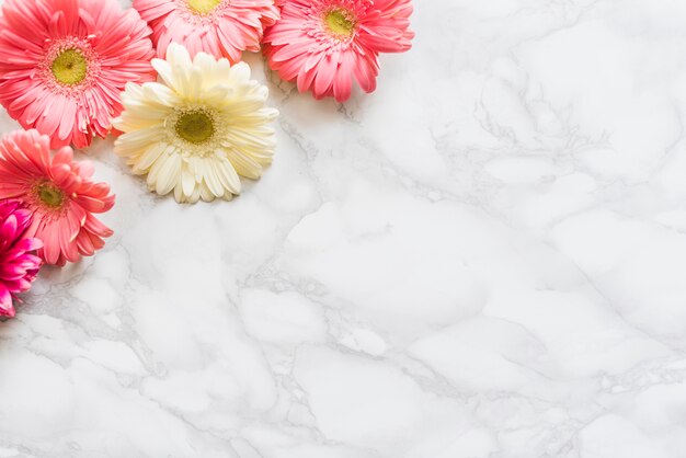 Decorative colorful daisy flowers on a background