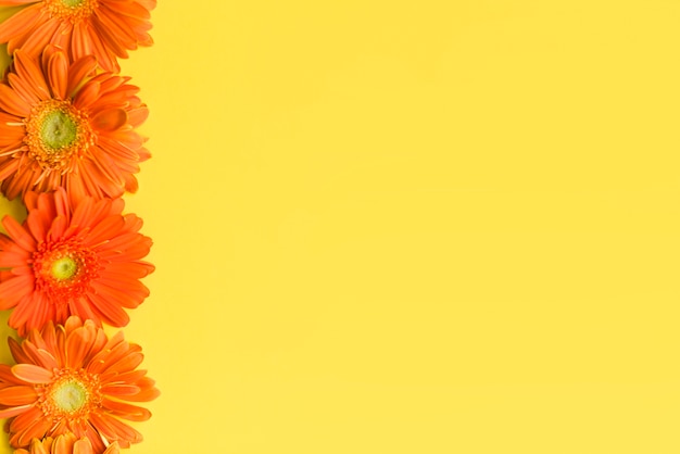 Decorative colorful daisy flowers on a background