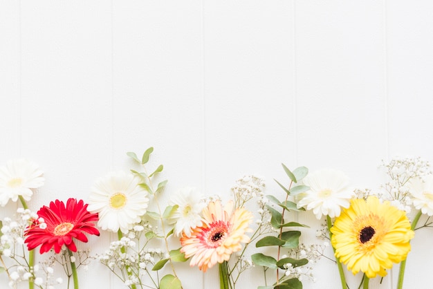 Decorative colorful daisy flowers on a background