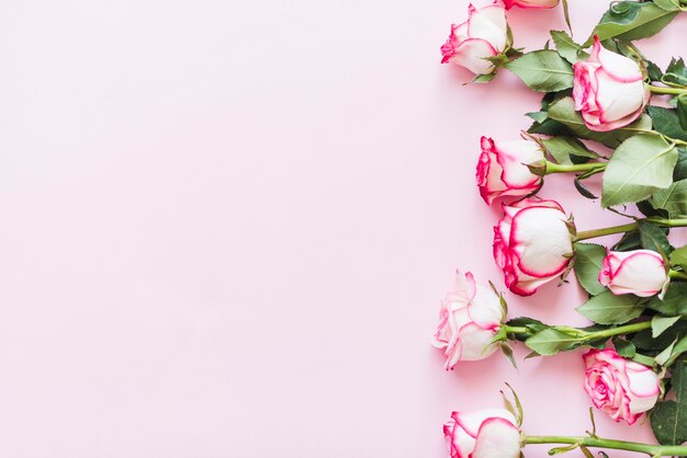 Decorative colorful roses on a background