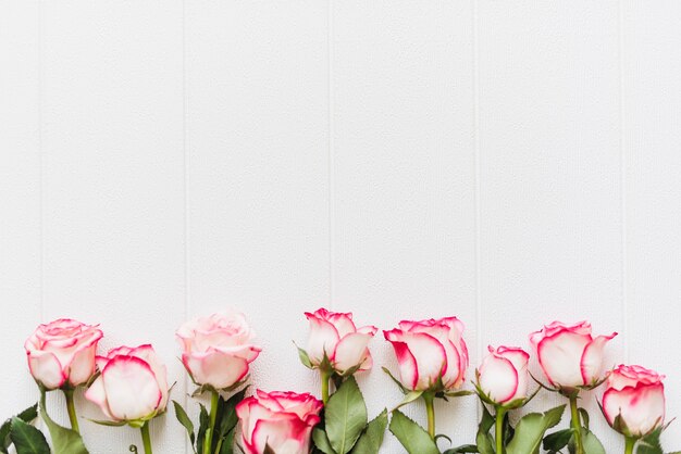 Decorative colorful roses on a background