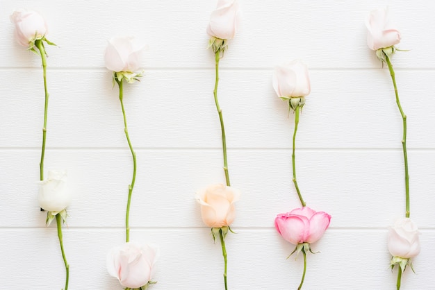 Decorative colorful roses on a background