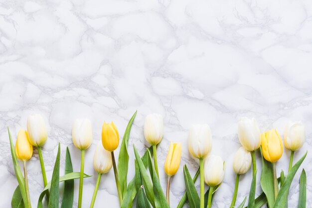 Decorative colorful tulip flowers on a background