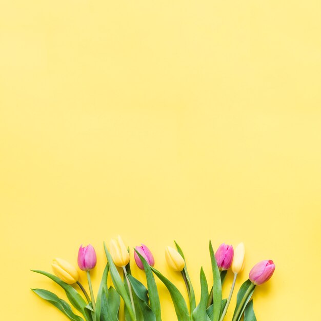 Decorative colorful tulip flowers on a background
