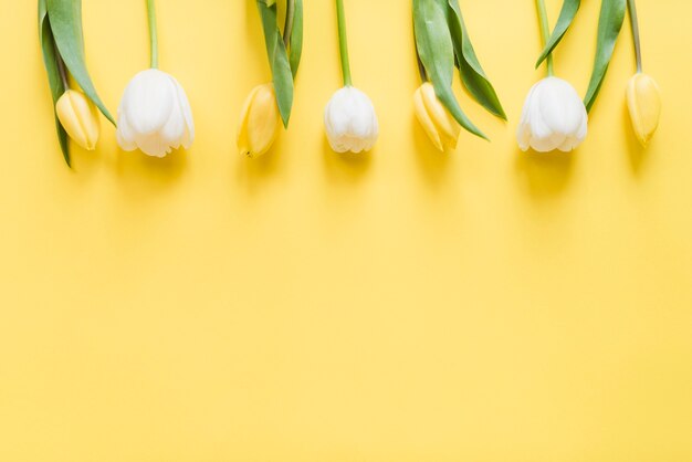 Decorative colorful tulip flowers on a background