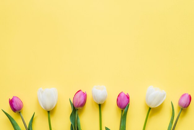 Decorative colorful tulip flowers on a background