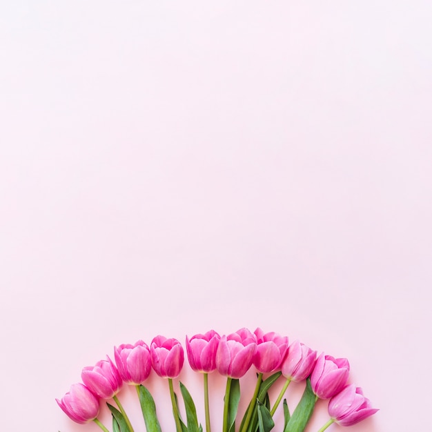 Free photo decorative colorful tulip flowers on a background