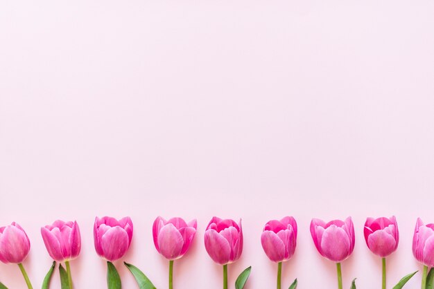 Decorative colorful tulip flowers on a background