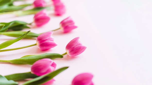 Decorative colorful tulip flowers on a background