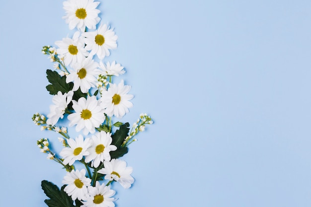 Decorative daisy flowers