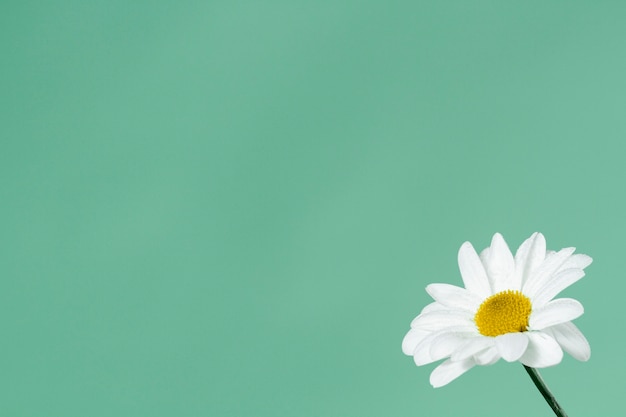 Decorative daisy on green background