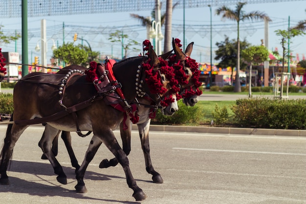 Decorative horses walking on street