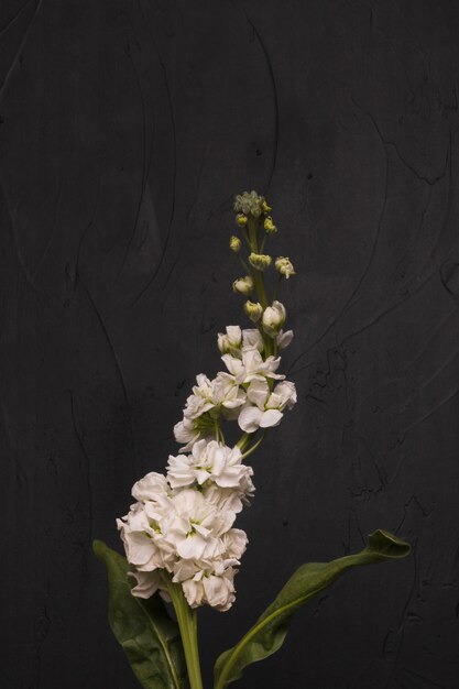 Decorative plant on dark background