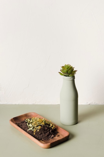 Decorative plant inside minimal vase