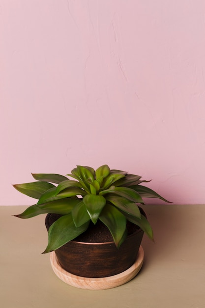 最小限の花瓶の中の装飾的な植物
