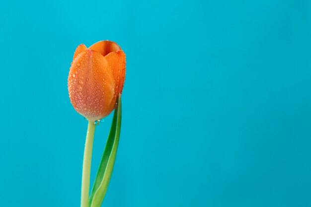 Decorative tulip on blue background