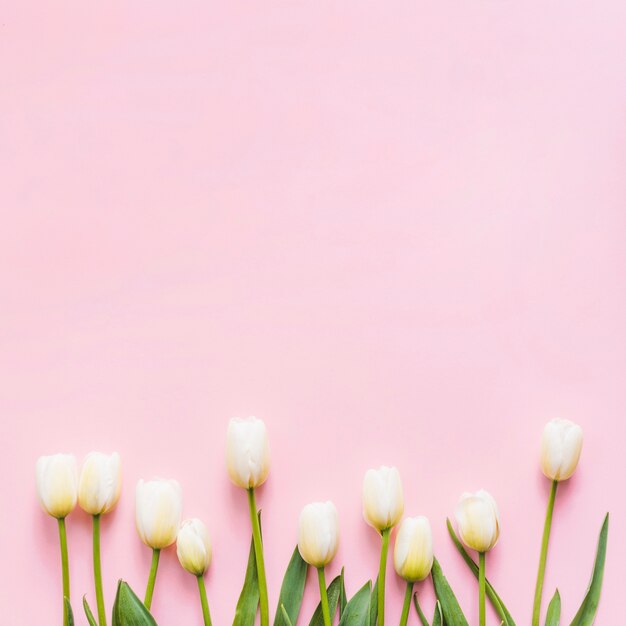 Декоративные тюльпаны на цветном фоне