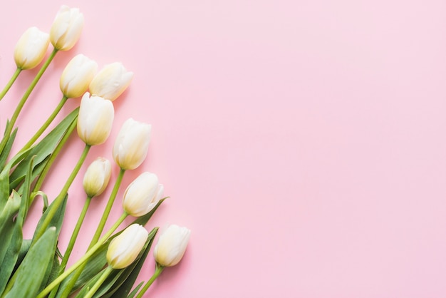 Decorative tulip flowers on a colorful background