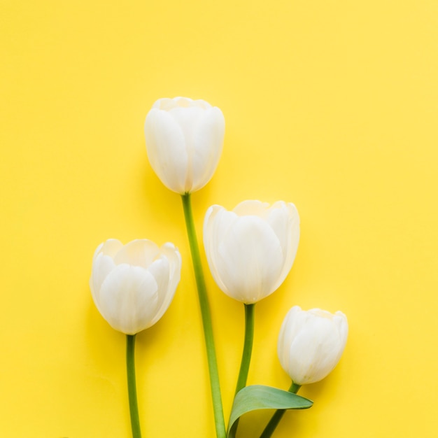 Free photo decorative tulip flowers on a colorful background