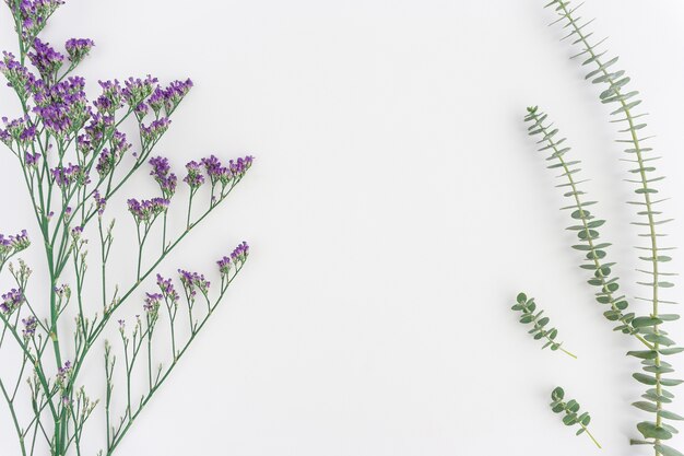 Decorative vegetation on white background