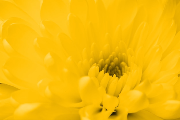 Free photo decorative yellow flower close-up