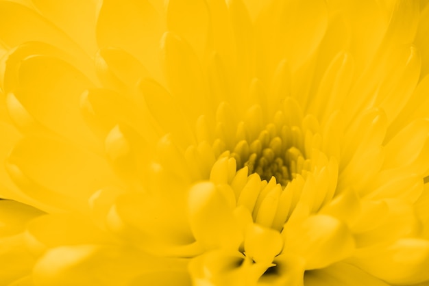 Decorative yellow flower close-up