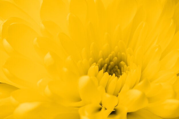 Decorative yellow flower close-up