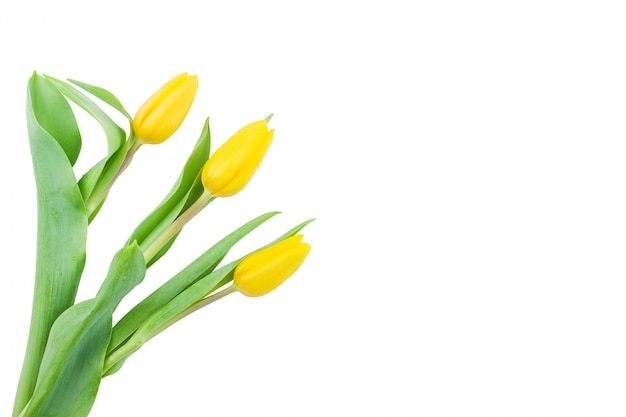 Free photo decorative yellow tulips with blank space