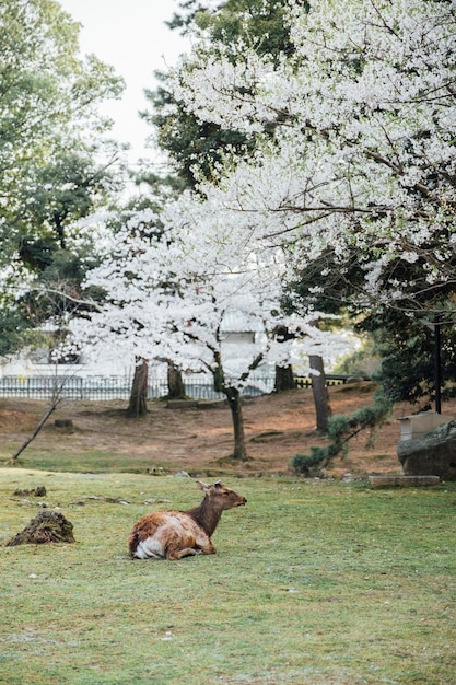 무료 사진 나라 일본의 사슴과 사쿠라 나무