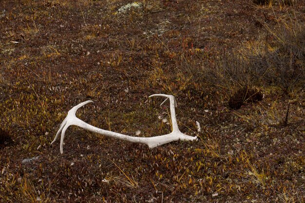 deer antlers on the ground in the Gates of the Arctic National Park.