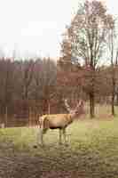 Free photo deer captured in the wild forest