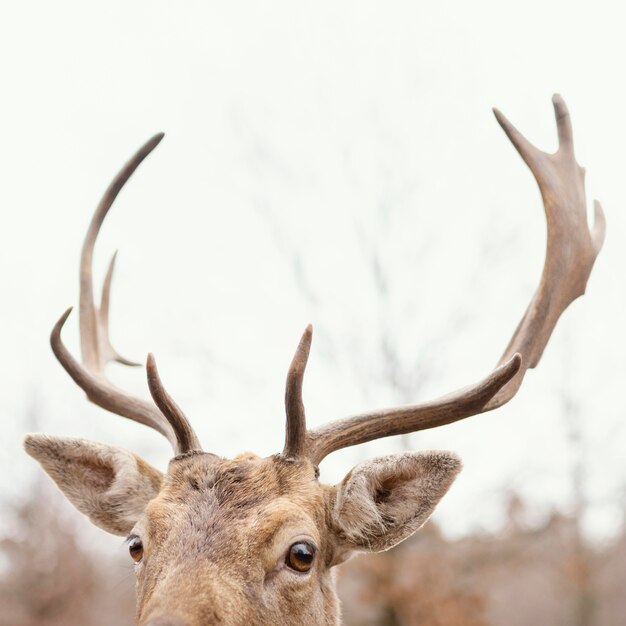 Deer captured in the wild forest