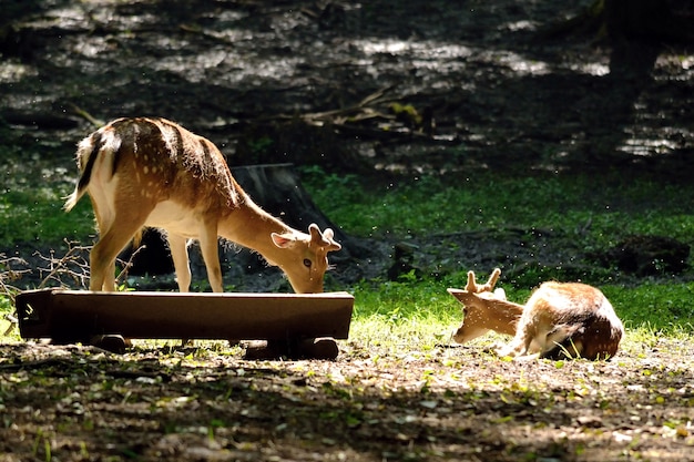 無料写真 「自然に食べる鹿」