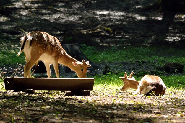 "Deer eating in nature"