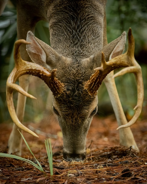 Free photo deer feeding in the forest